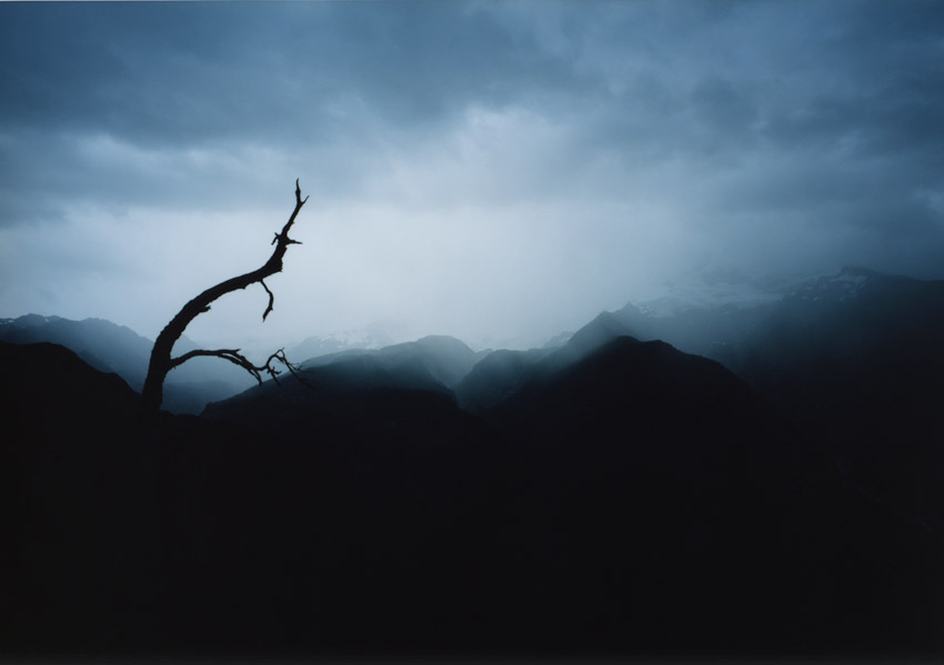 Black branch