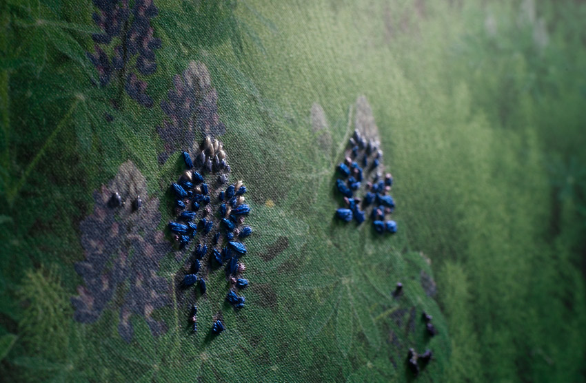 Invaders